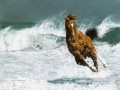 courir Cheval au bord de la mer